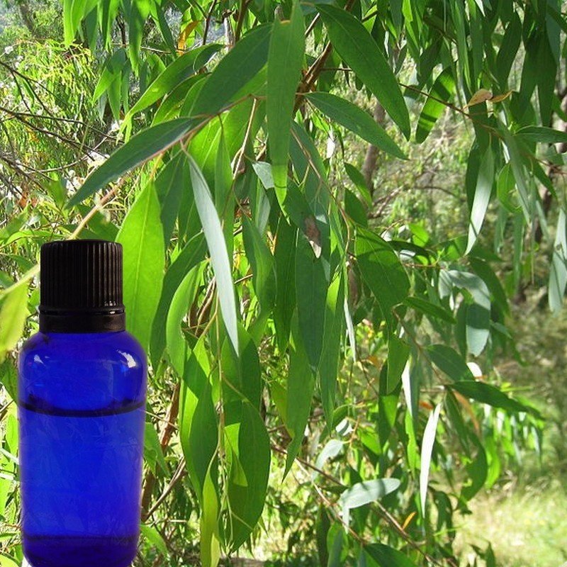 l'huile essentielle d'eucalyptus radié est utilisée en période hivernale  pour désencombrer, assainir